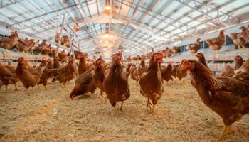 Funcionários de granja dos EUA são diagnosticados com gripe aviária