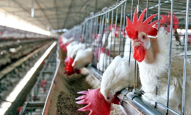 Los argentinos consumen más de 43 kilos de pollo por año y crece la  producción aviar | Agrofy News