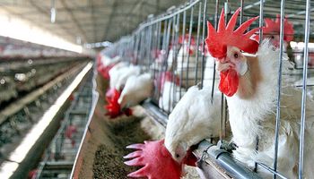Los argentinos consumen más de 43 kilos de pollo por año y crece la producción aviar