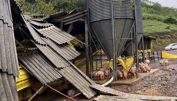 Suinocultura gaúcha contabiliza 12,6 mil animais mortos pelas inundações
