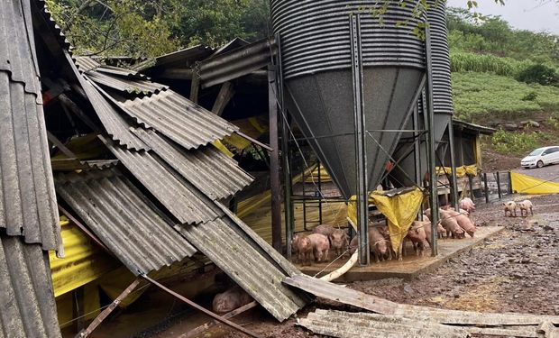Suinocultura gaúcha contabiliza 12,6 mil animais mortos pelas inundações
