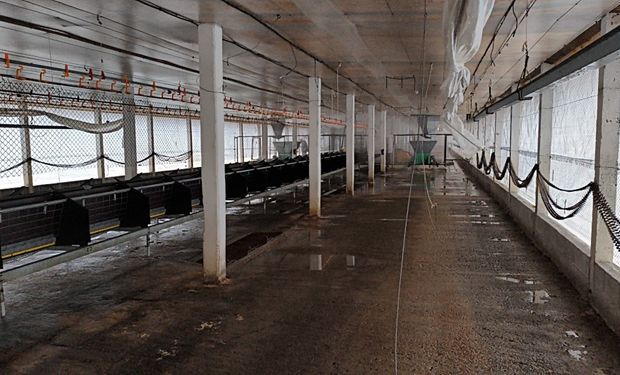 As ações na granja em Montenegro começaram com a confirmação do foco de gripe aviária . (Foto: Divulgação Seapi)