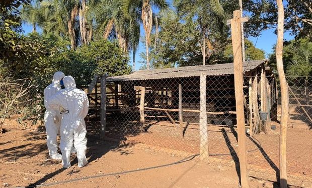 Livre em granjas comerciais, Brasil ainda investiga 13 suspeitas de gripe aviária