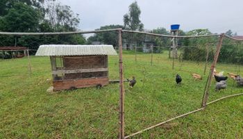 Granja afetada por gripe aviária pode receber até R$ 6 milhões; Brasil investiga 11 casos