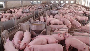 Granjas porcinas: los cuatro sistemas que no pueden faltar para evitar un desastre