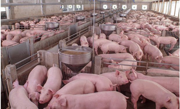 Granjas porcinas: los cuatro sistemas que no pueden faltar para evitar un desastre