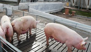 Autorizan una vacuna que mejora los parámetros productivos en porcinos