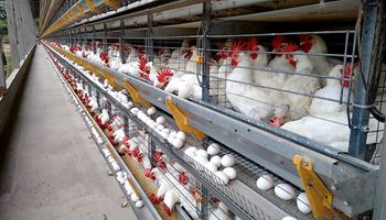 Fraca demanda por proteína avícola pressiona cotação do frango