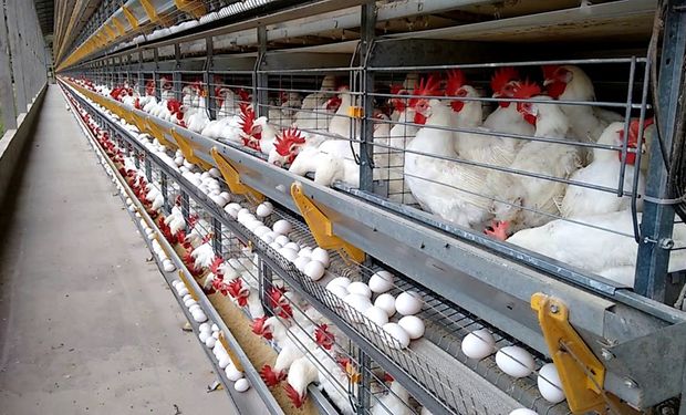 Fraca demanda por proteína avícola pressiona cotação do frango