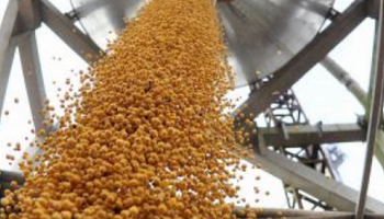 Soja, trigo y maíz: el precio de los granos vuelve nuevamente al terreno positivo
