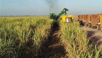 Ingenios azucareros garantizaron el abastecimiento de alcohol a precios preferenciales