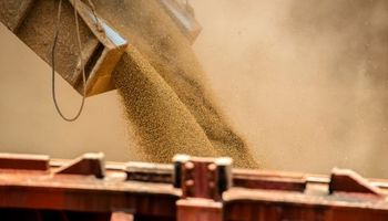 Bajas generalizadas en Chicago: qué pasó con el precio de la soja, maíz y trigo en Rosario