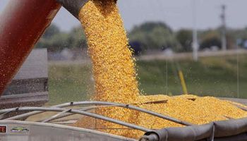 Mercados: subieron la soja y el maíz, pero cayó el trigo en Chicago