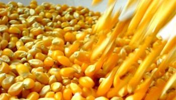El grano de maíz resulta un insumo clave
