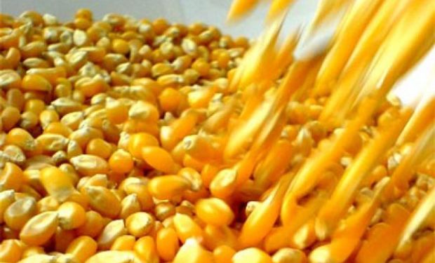 El grano de maíz resulta un insumo clave