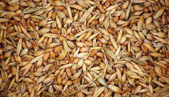 Suplementación: el grano de trigo dejó de ser un riesgo en la dieta