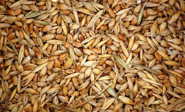 Suplementación: el grano de trigo dejó de ser un riesgo en la dieta