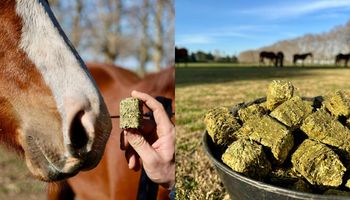 ¿La comida favorita de los caballos? La empresa que busca revolucionar la eficiencia del campo a través de la alimentación