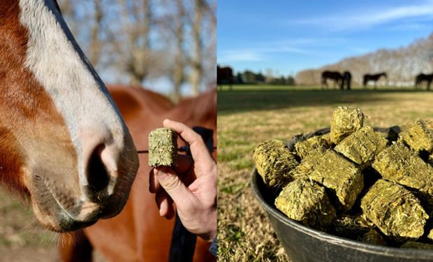 ¿La comida favorita de los caballos? La empresa que busca revolucionar la eficiencia del campo a través de la alimentación