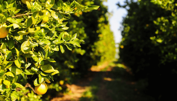 SP investe mais de R$ 3,5 milhões para conter avanço do greening