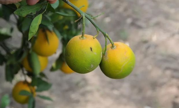 Desde que a doença foi identificada na Flórida há 25 anos, a produção estadunidense de laranjas caiu 95%. (foto - Fundecitrus)