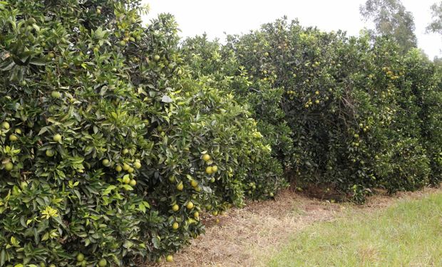 Greening é uma das principais pragas que afetam os citros no mundo. (Foto - Gilson Abreu/AEN)