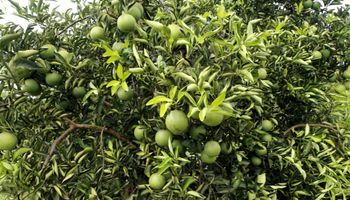 Paraná decreta emergência fitossanitária para combater greening