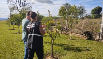 RS erradica foco de greening e amplia monitoramento para 230 propriedades