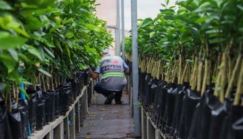 Greening: Ação em SP retira de circulação mais de 20 mil mudas irregulares