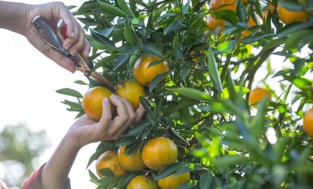 SP criou um canal direto para que a população possa denunciar casos de “greening dos citros”. (Foto - Divulgação)