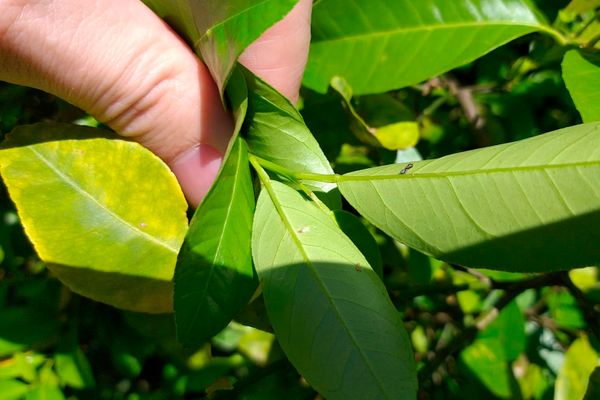 greening_parana-combate