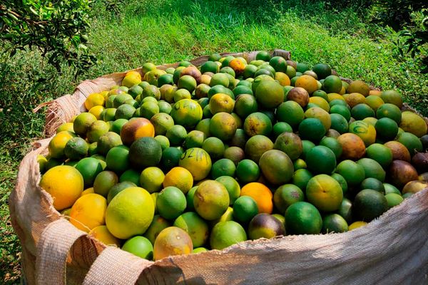 laranja_greening2