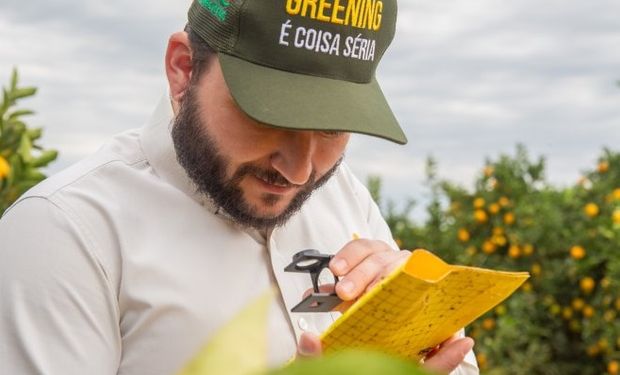 Bom sinal: captura de psilideo pode indicar que o pior já passou sobre greening