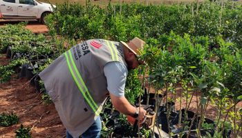 São Paulo endurece regras contra o greening com novas resoluções