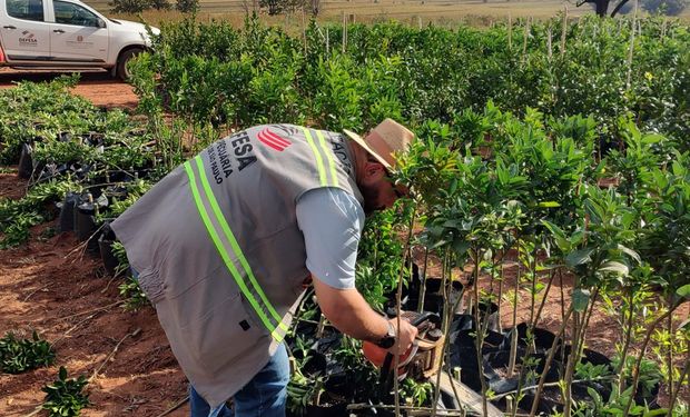 São Paulo endurece regras contra o greening com novas resoluções