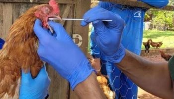 RS testa projeto-piloto para prevenir gripe aviária