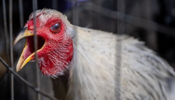 Un brote de gripe aviar obliga a sacrificar a 4 millones de pollos