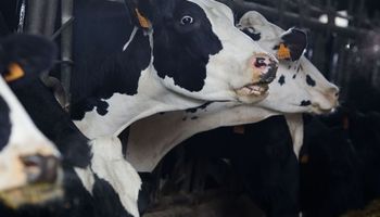 Gripe aviar: ya son tres los tamberos infectados luego de estar en contacto con vacas en un tambo
