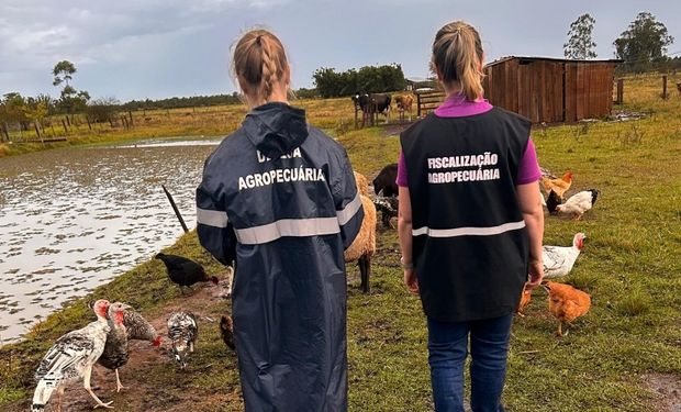 Ministério da Agricultura tentou enviar testes vencidos de gripe aviaria ao RS