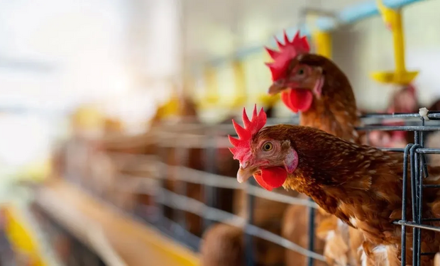 El Gobierno asistirá a las producciones avícolas afectadas por la gripe aviar con recursos del dólar soja