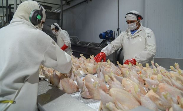 Argentina volvió a ser libre de Influenza Aviar: murieron 2,2 millones de aves de corral desde que se inició el brote