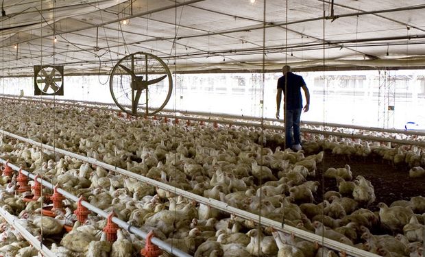 “Estamos todavía en el desarrollo del problema", alertan desde la industria avícola sobre la gripe aviar