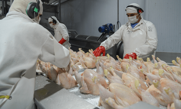 China suspendió la importación de productos avícolas argentinos tras conocerse el caso de gripe aviar