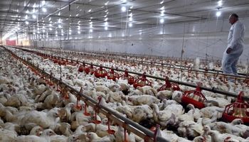 Gripe aviar en Brasil: Japón suspendió las importaciones tras un caso positivo de traspatio