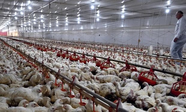 Gripe aviar en Brasil: Japón suspendió las importaciones tras un caso positivo de traspatio