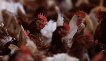 Brote récord de gripe aviar en Estados Unidos: murieron 58 millones de animales y prueban cuatro vacunas