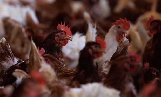 Brote récord de gripe aviar en Estados Unidos: murieron 58 millones de animales y prueban cuatro vacunas
