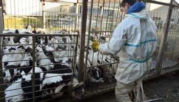 Alerta en Europa por nuevos casos de gripe aviar 