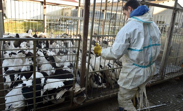 Alerta en Europa por nuevos casos de gripe aviar 