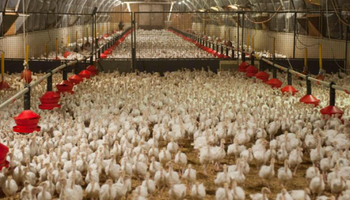 Francia entró en "alerta máxima" por la expansión de la gripe aviar: qué implica